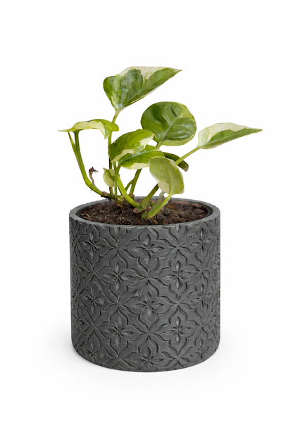 Modern Minimalist Wall Planter Pot