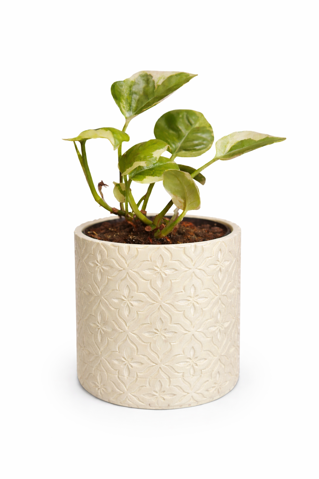 Modern Minimalist Wall Planter Pot