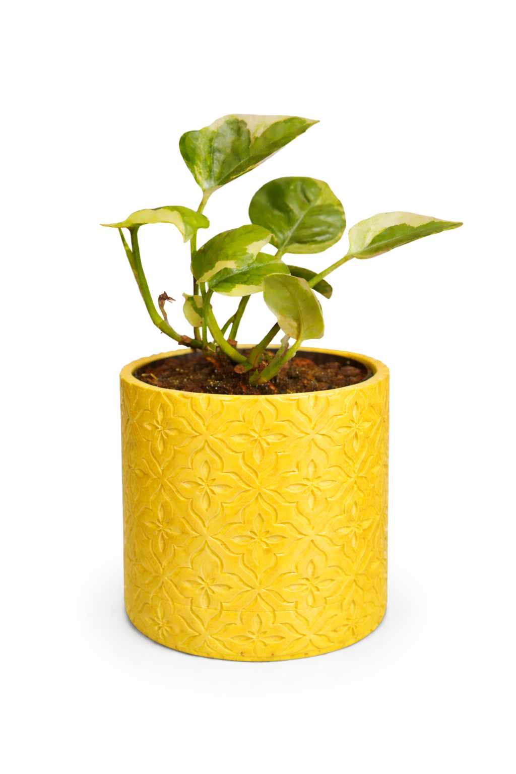 Modern Minimalist Wall Planter Pot